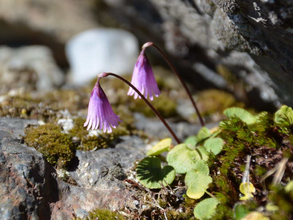 Soldanella pusilla subsp. alpicola / Soldanella della silice